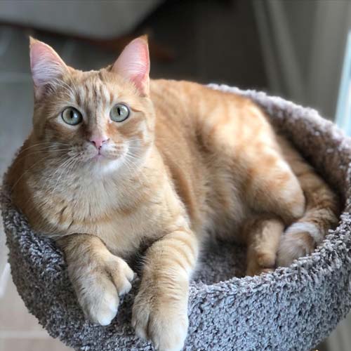 Garfield, a Kansas City cat