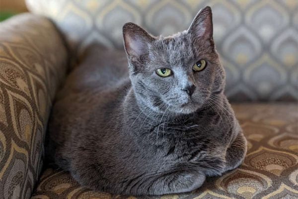 beautiful gray cat