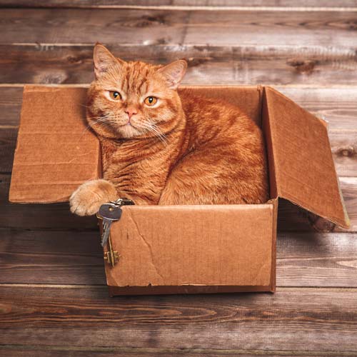 cat in a box