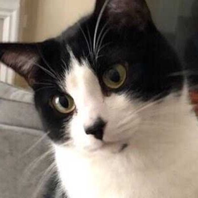 black and white cat, Cosmo