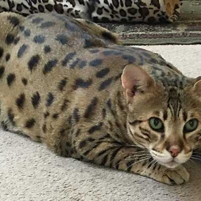 Max, a savannah cat in Olathe.