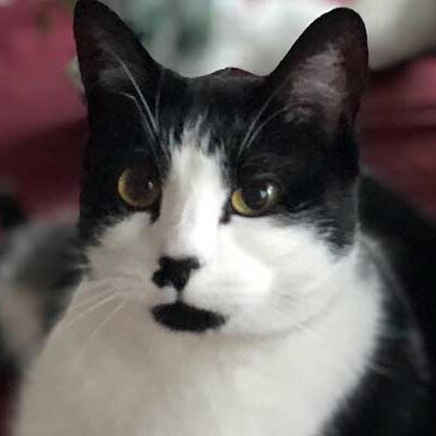 Missy, a cat in Kansas City