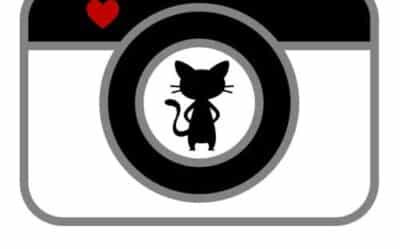 Kristin Weis on Cat Rescue Photography and the Power of Fostering in Kansas City