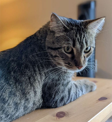 Felix, a cat in Kansas City