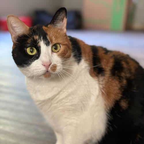 Peaches, a Kansas City cat