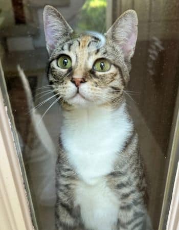 cat looking out window.