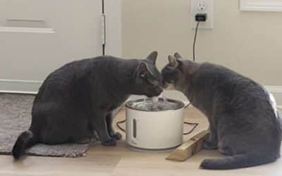 Kitty’s Thirsty? Let’s Talk About Water!