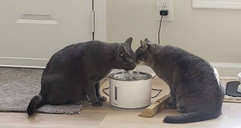 Kitty’s Thirsty? Let’s Talk About Water!