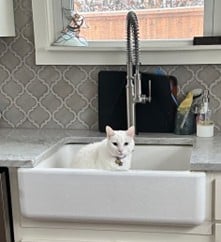 a white cat sitting in a kitchen sink.