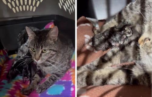 mama cat and kittens rescued by Meowy Matchmakers.