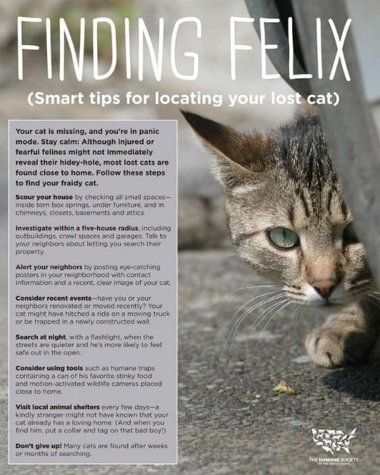 finding a lost kitty tips.