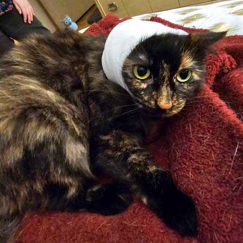 cat with ear wrapped bandage.