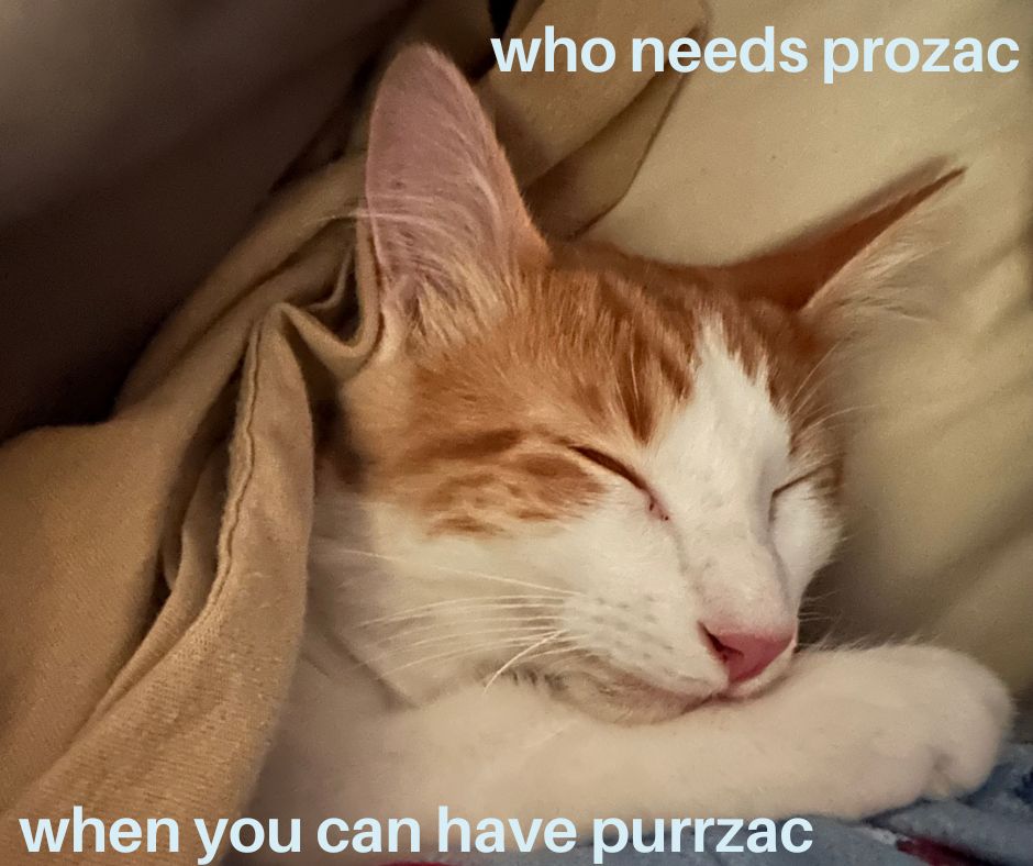 a kitty cuddling his mom.