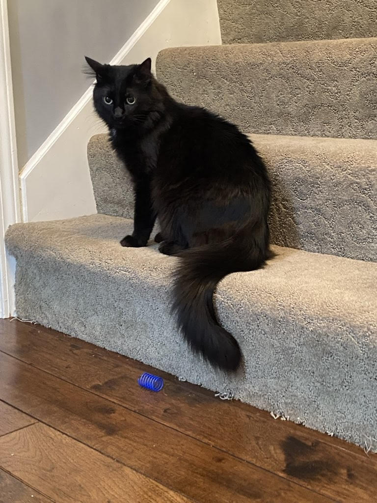 black cat on stairs.