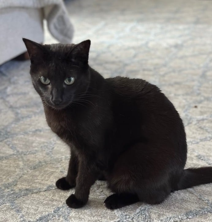 black cat on the rug in Lenexa, ks.
