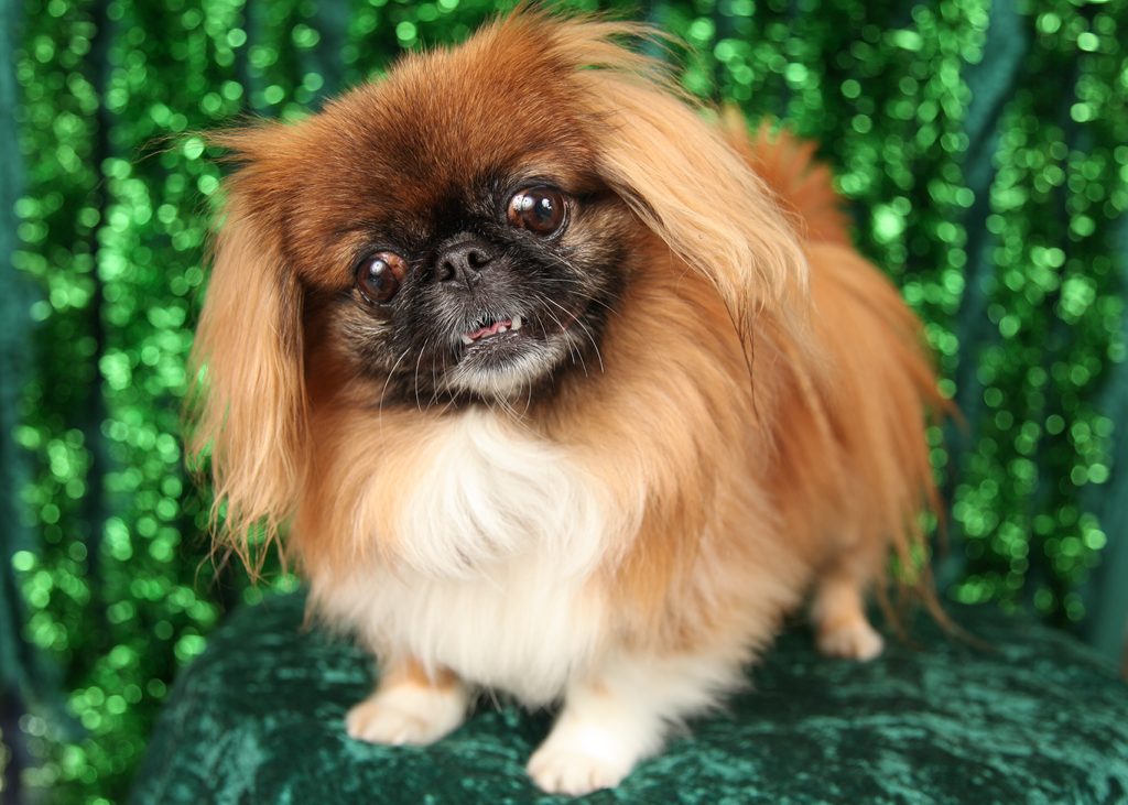 red pekingese with a green background.