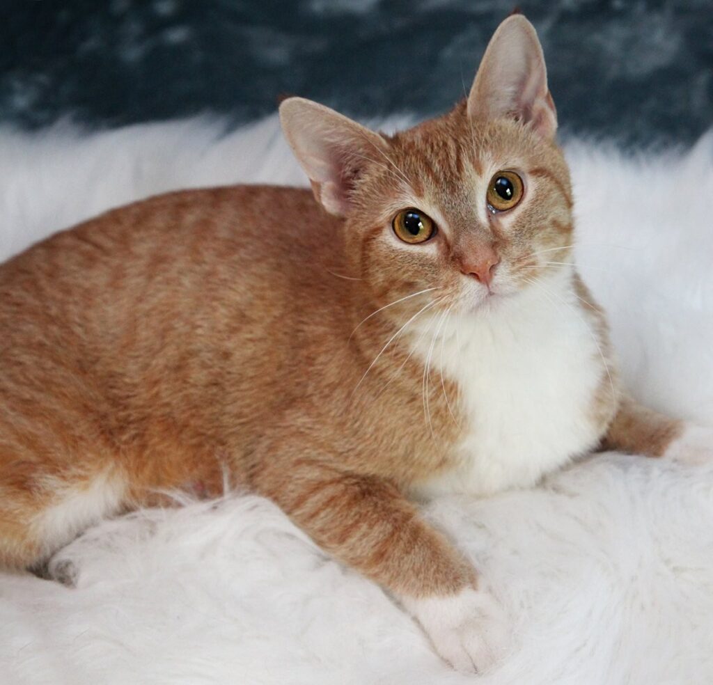 orange tabby ginger female cat in rescue getting her photo taken to be adopted.