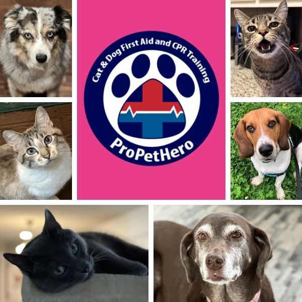 pet first aid classes.