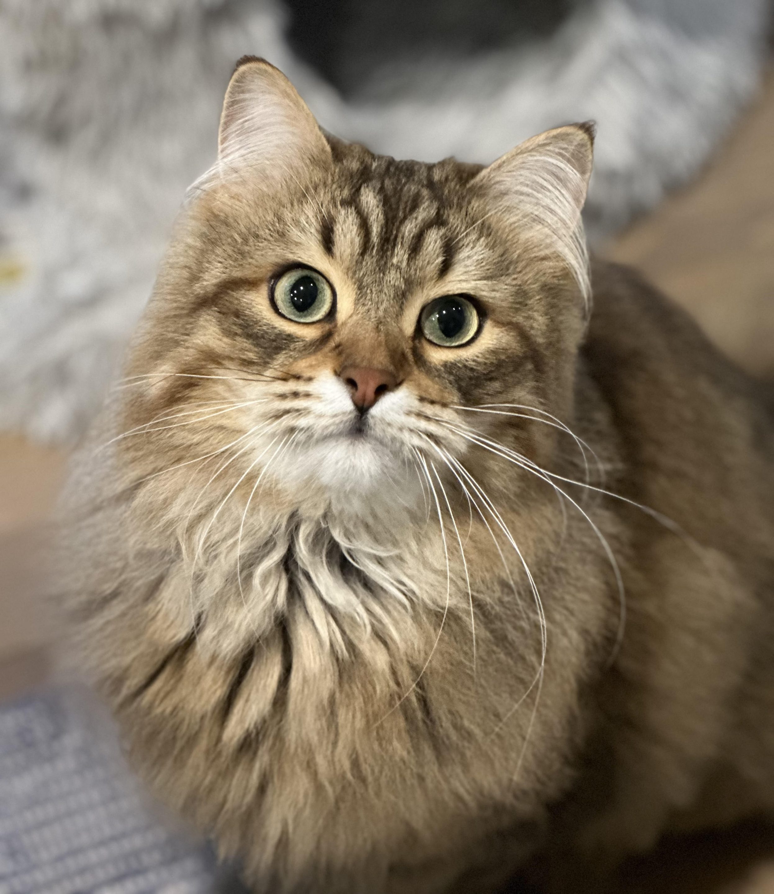 Archie a Siberian cat in Overland Park, KS.