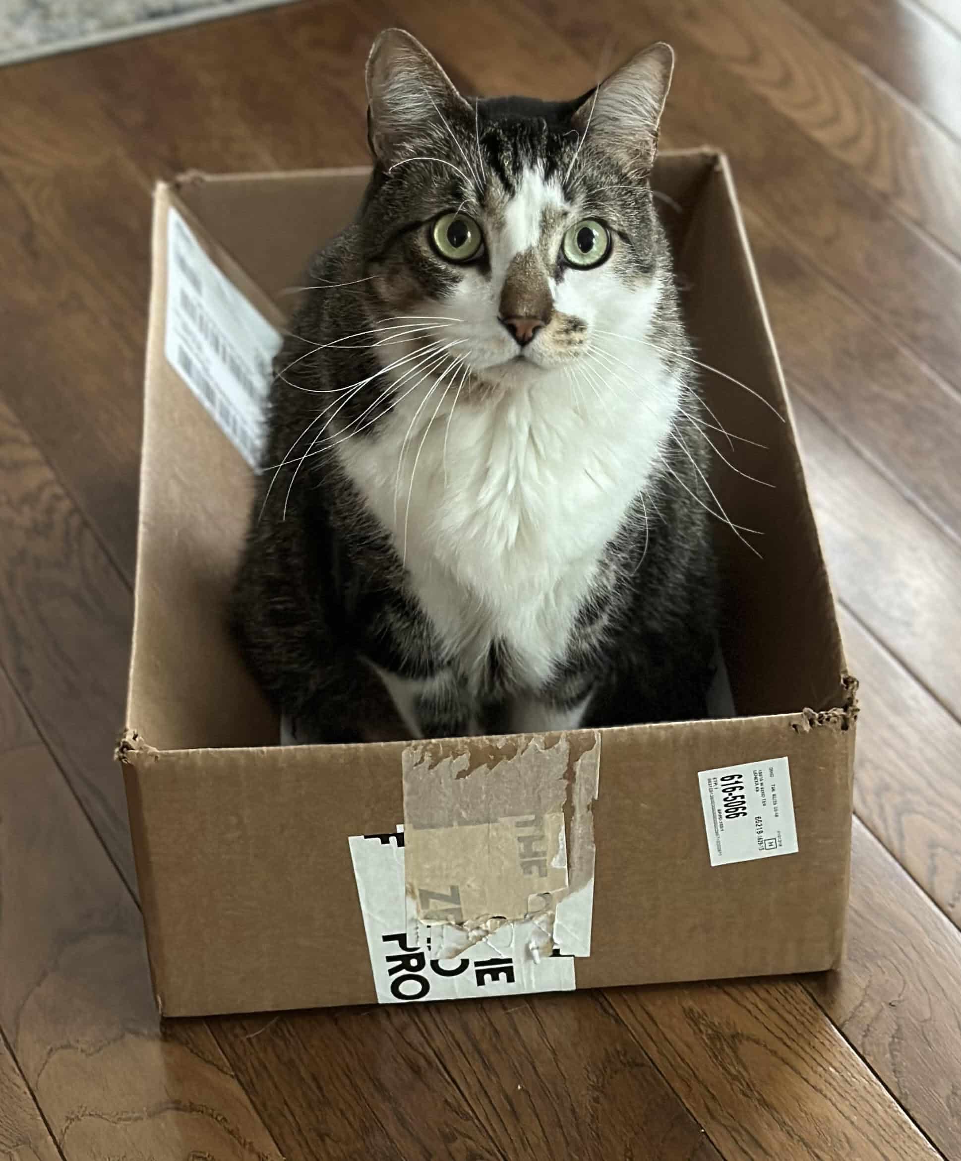arlo the cat in a box in lenexa.