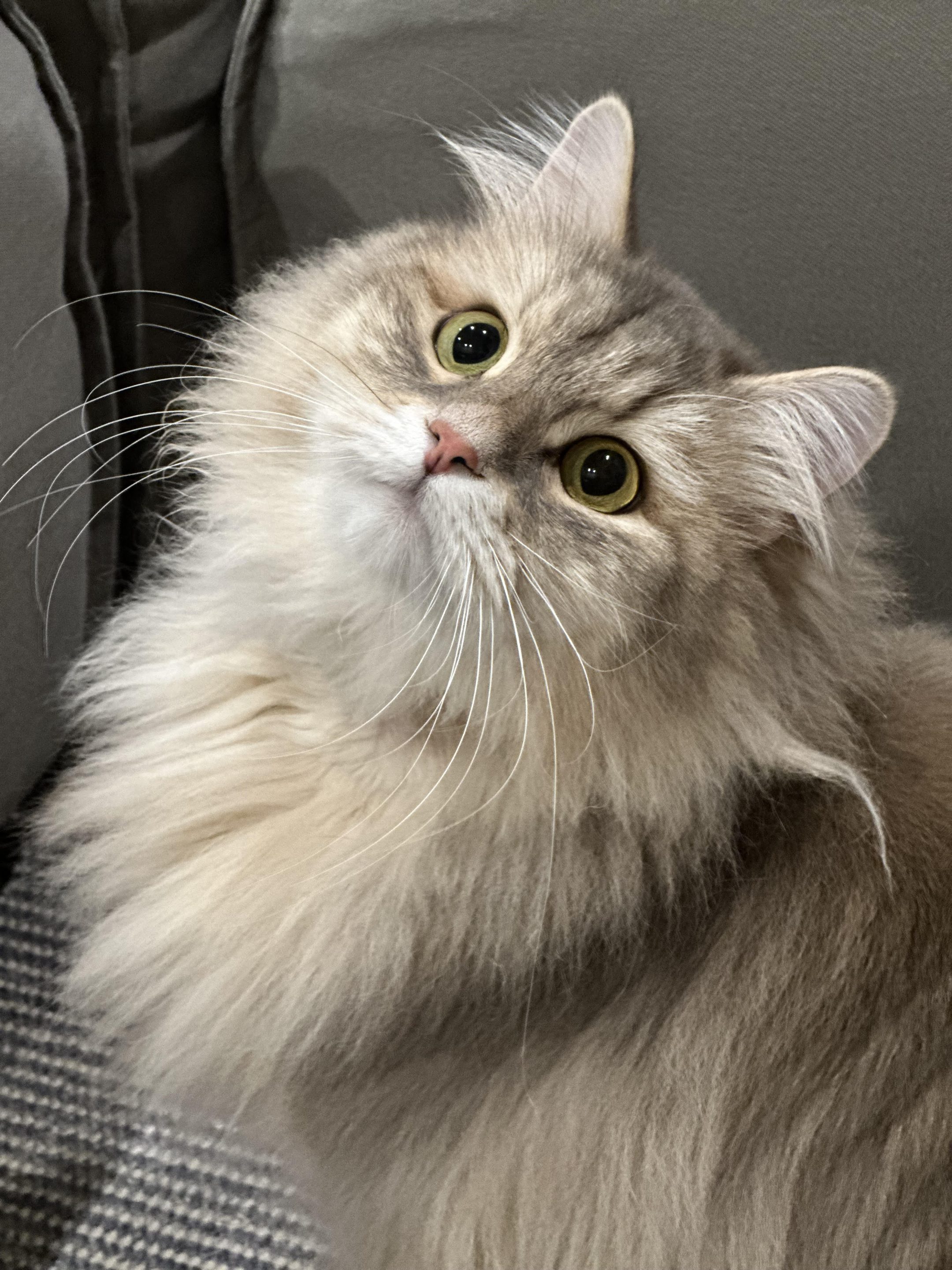 Benny a Siberian cat in Overland Park, KS.