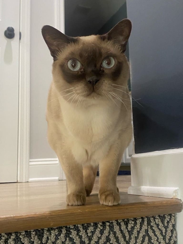 catsby the cat in olathe, ks.