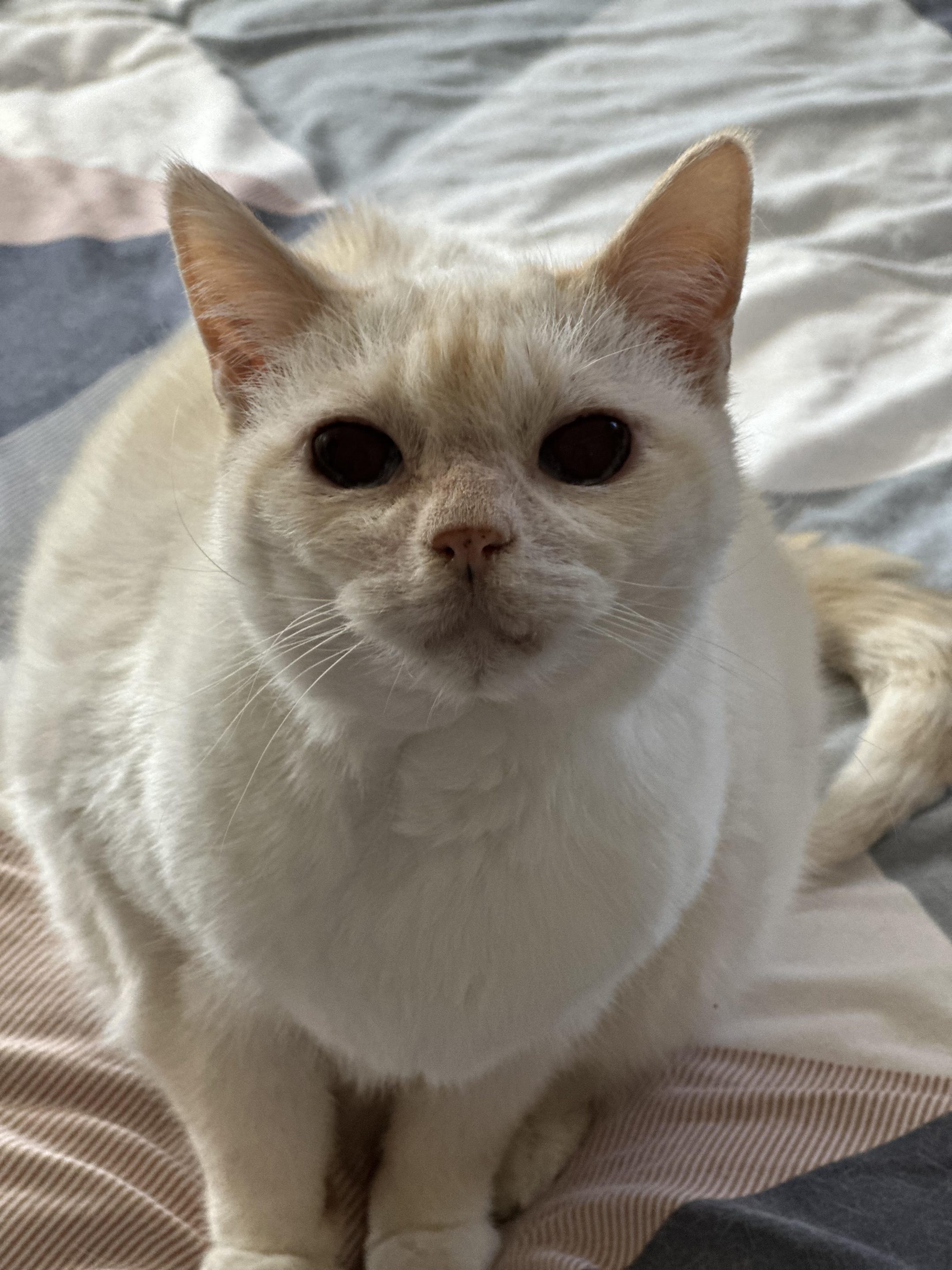 Clara white kitty in prairie village, ks.