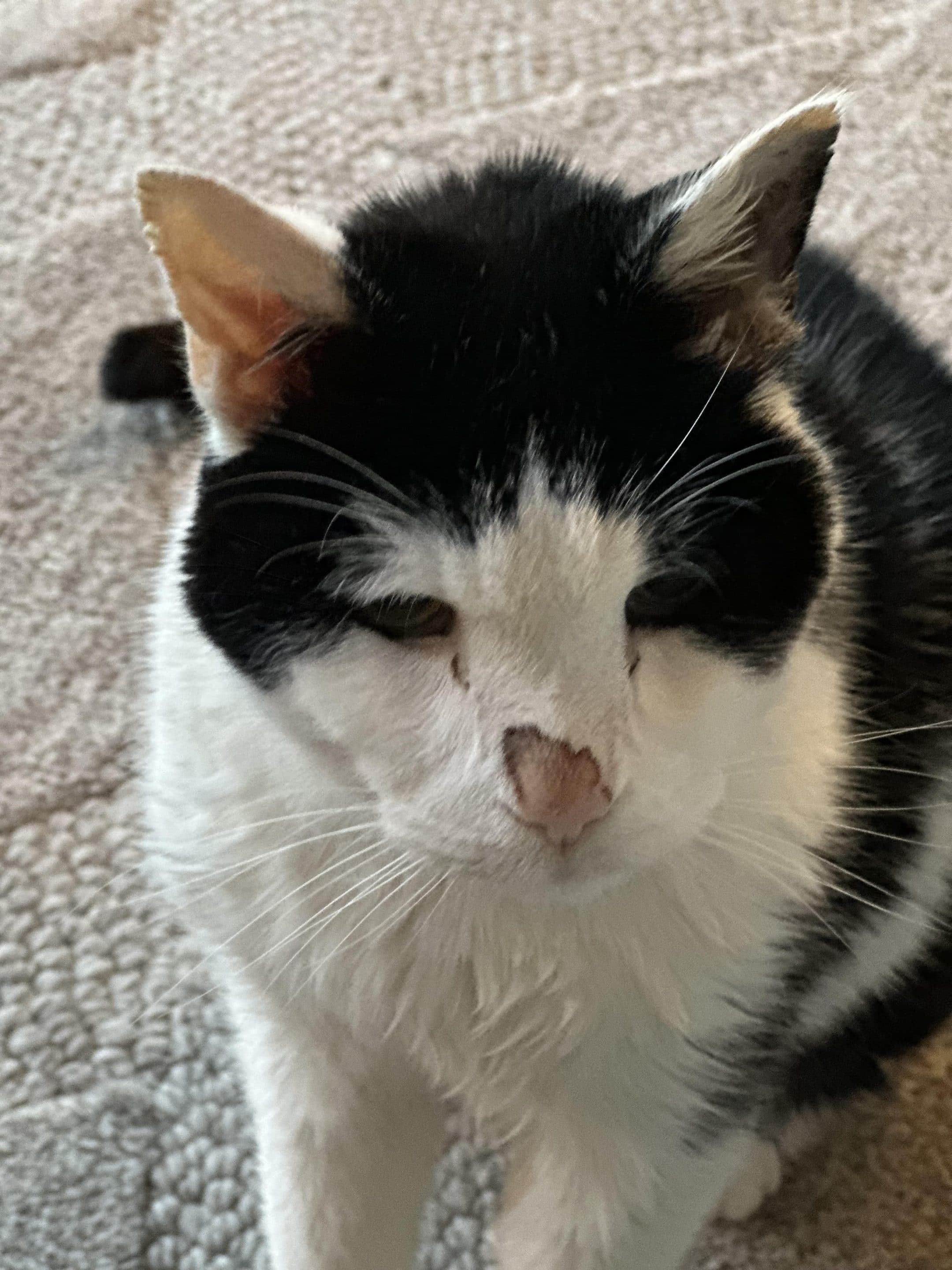 Sugar the black and white cat in Leawood, KS.