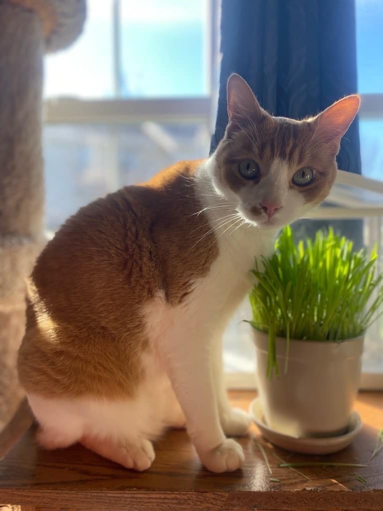 Mellow an orange and white cat in Lenexa, KS.