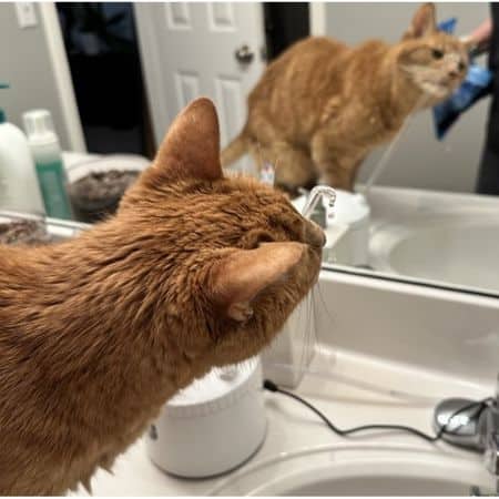 trish the cat drinking from a fountain