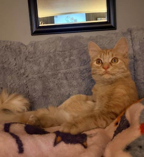 Confident adult cat Sierra watching TV on the couch, showing how long it takes for a cat to adjust to their new home