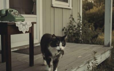 Modern Cat Ownership: Why It’s Different Today