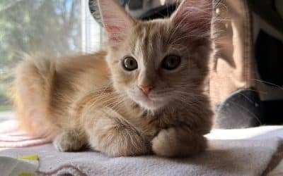 How Long Does It Take for a Cat to Adjust to a New Home?