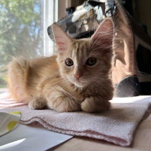 How Long Does It Take for a Cat to Adjust to a New Home?