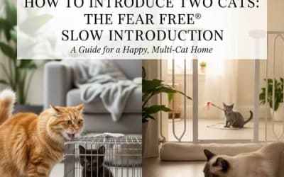 How to Introduce Two Cats: The “New Sibling” Guide to Stress-Free Integration