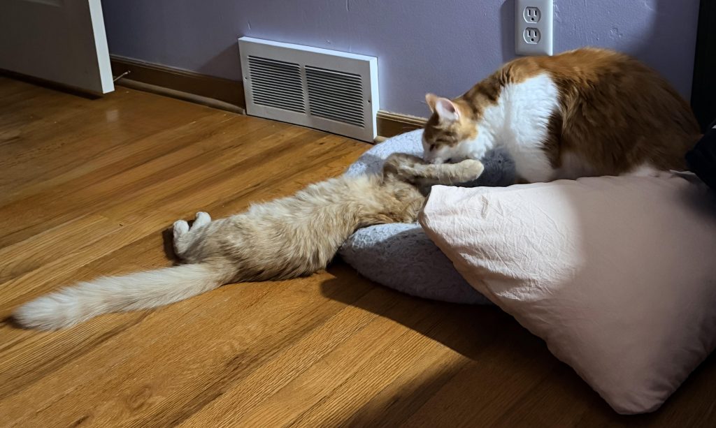 integrating two orange cats in kansas city mo.