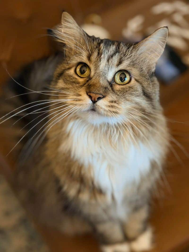 Premier Kansas City Cat Sitters Serving Johnson County, KS pretty cat looking at camera